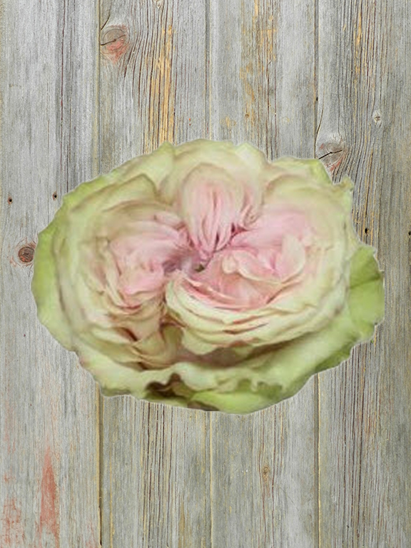 COUNTRY SECRET  SANDY GARDEN ROSE